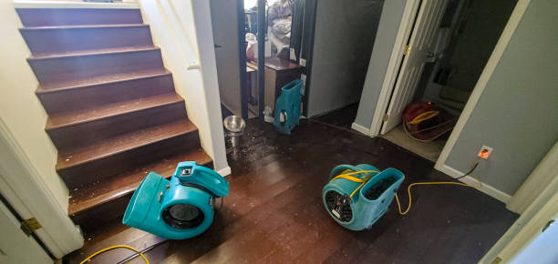 Best Mold removal after water damage  in Lemon Grove, CA