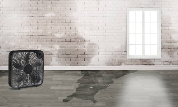 Best Flood damage cleanup  in Lemon Grove, CA